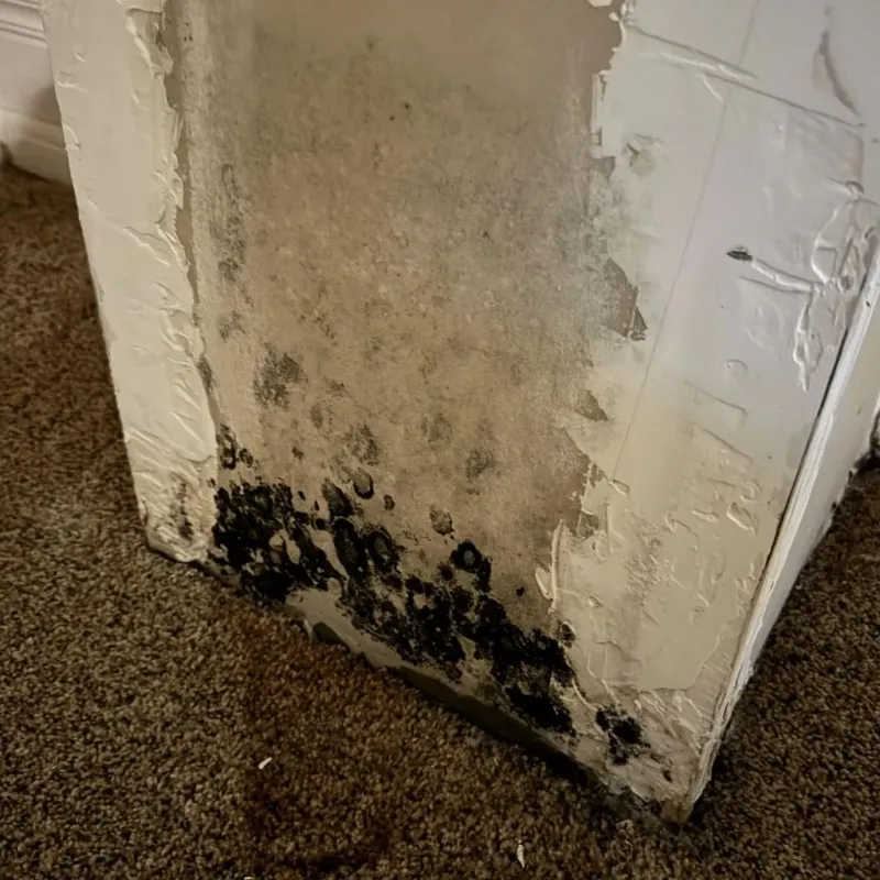 Professional Mold Removal in Trussville, AL